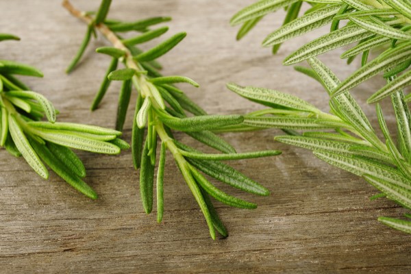 Sprigs of bright green, fresh rosemary on a wooden surface