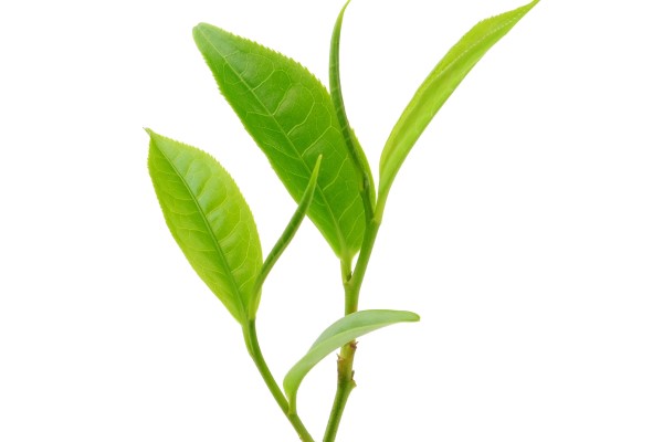 Green Tea Leaves