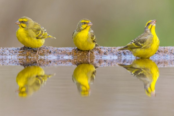 Three yellow birds perching on the edge of a body of water