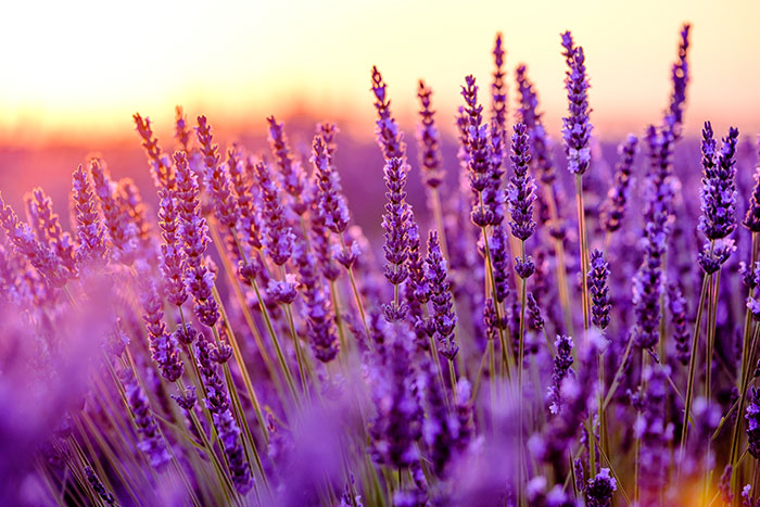 Field Of Lavender Field Of Lavender
