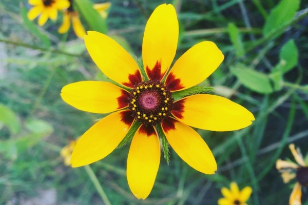 Close-up image of a yellow and red flower