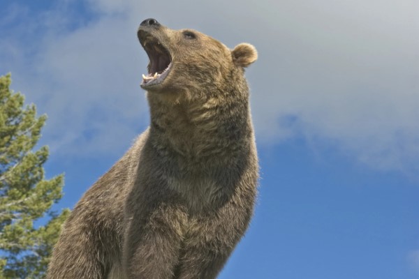 Grizzly bear roaring into the air in the forest